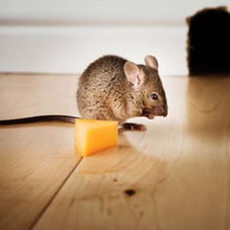 termite-and-pest-control-full-service-pest-control-solutions-relating